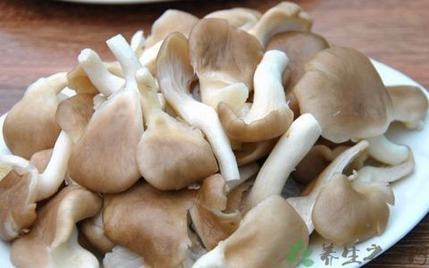 凤尾菇的吃法_哪些人不能吃凤尾菇