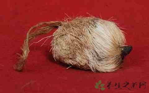 麝香的营养价值_吃麝香的好处