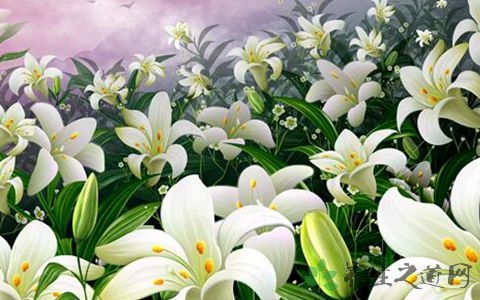 百合花的营养价值_吃百合花的好处
