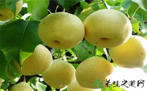 皇冠梨的营养价值_吃皇冠梨的好处