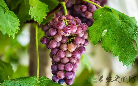葡萄是什么季节的
