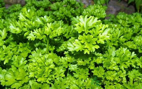 香菜变黄了还能吃吗
