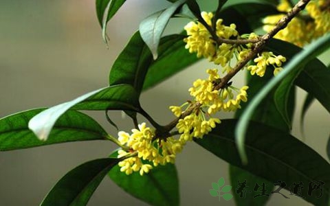 桂花的营养价值_吃桂花的好处