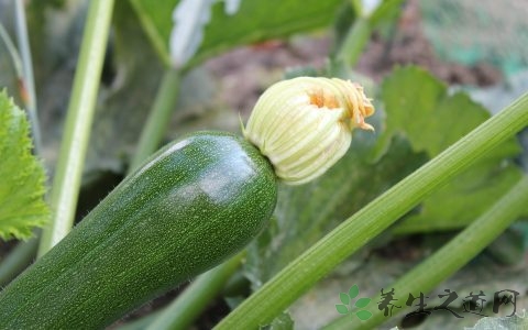 茭瓜的吃法_哪些人不能吃茭瓜 茭瓜的吃法_哪些人不能吃茭瓜