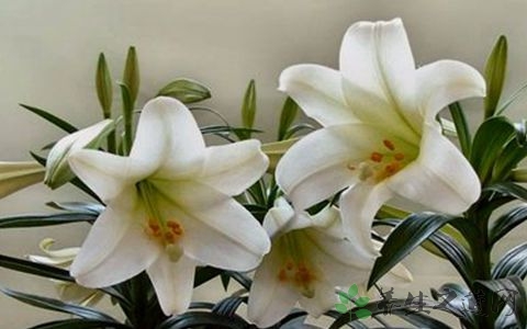 百合花的营养价值_吃百合花的好处