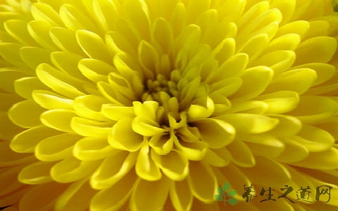 菊花的营养价值_吃菊花的好处