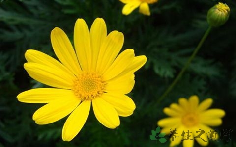 黄菊花的营养价值_吃黄菊花的好处