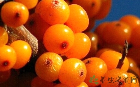 醋柳果的吃法_哪些人不能吃醋柳果