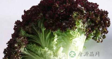 红叶生菜可以炒着吃吗