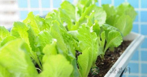生菜用什么油炒好吃