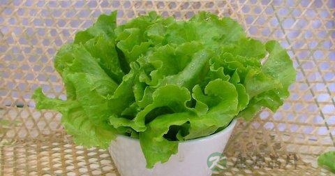 生菜可以炒什么菜