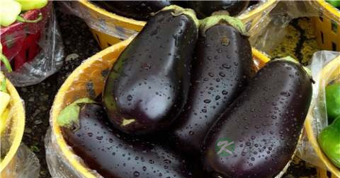 炒茄子要放多少油
