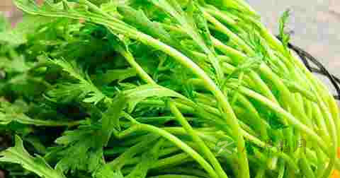 茼蒿和生菜能一起炒吗