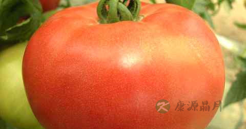 西红柿可以炒腐竹吗
