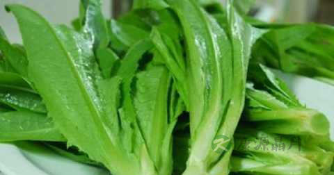 油麦菜和生菜一起炒吗