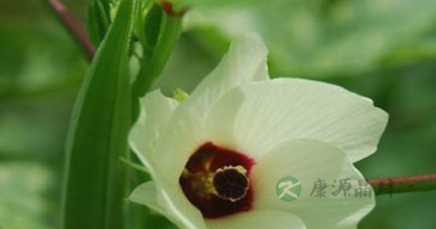 做玉兔葵菜尖放什么调料