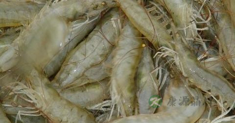 白灼虾用什么酱油生抽