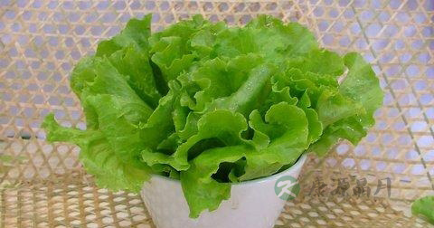 炒生菜能放蚝油吗