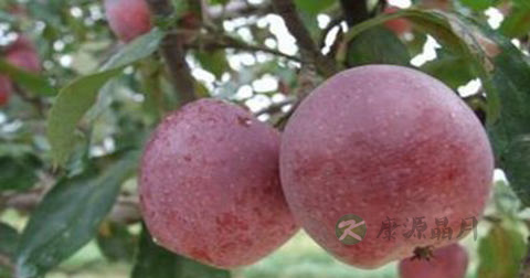 做烧槟子放什么调料