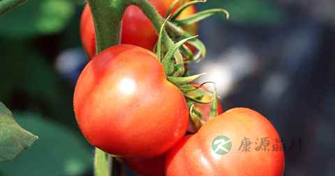 西红柿可以炒腐竹吗
