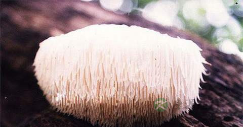 云片猴头菇什么时候放调料