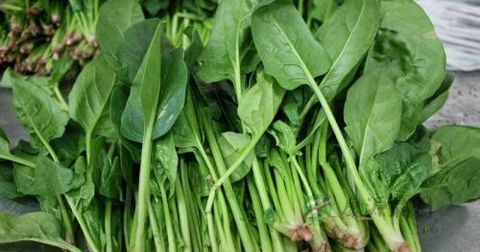 菠菜能炒肉丝吗