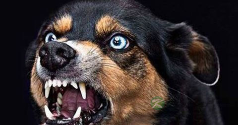狂犬病