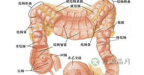 肠息肉