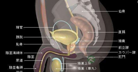 前列腺钙化