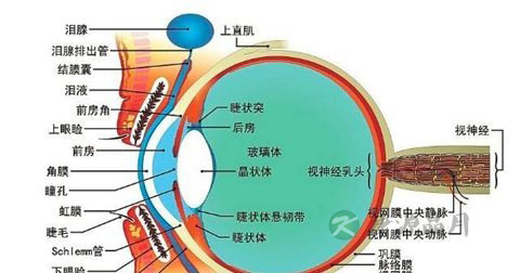 白内障