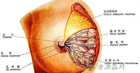 乳腺小叶增生