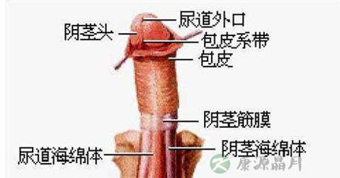 阳痿