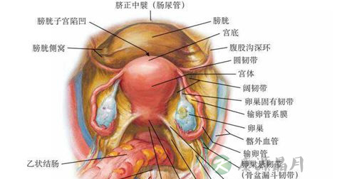 外阴瘙痒