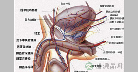 龟头炎
