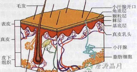 体毛脱落