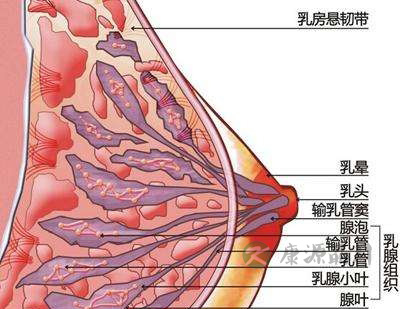 乳腺增生