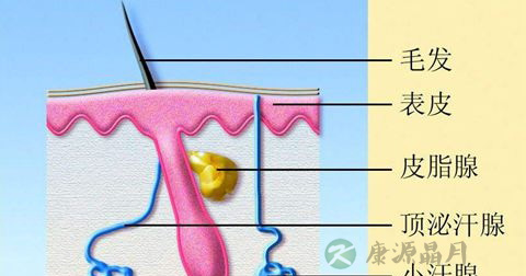 体毛脱落