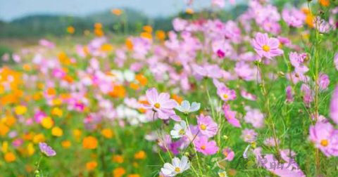 花朝节