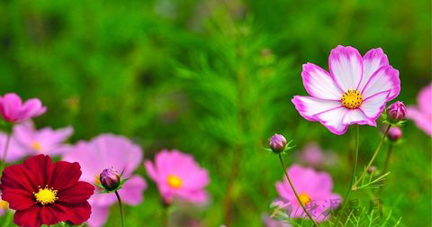 花朝节