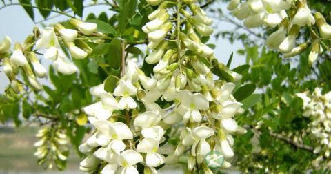 槐花