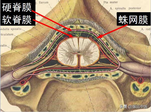 椎管解剖（高清大图）