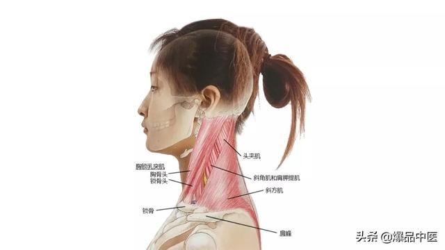 27张高清解剖图——头、面、颈部骨骼及肌肉