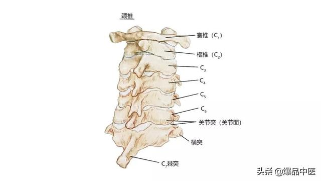 27张高清解剖图——头、面、颈部骨骼及肌肉