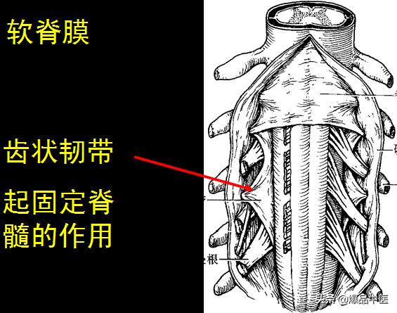 椎管解剖（高清大图）