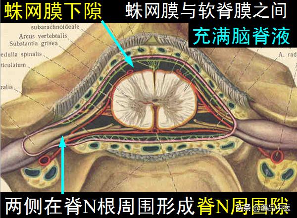 椎管解剖（高清大图）