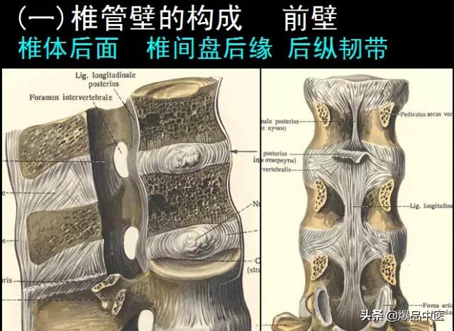 椎管解剖（高清大图）