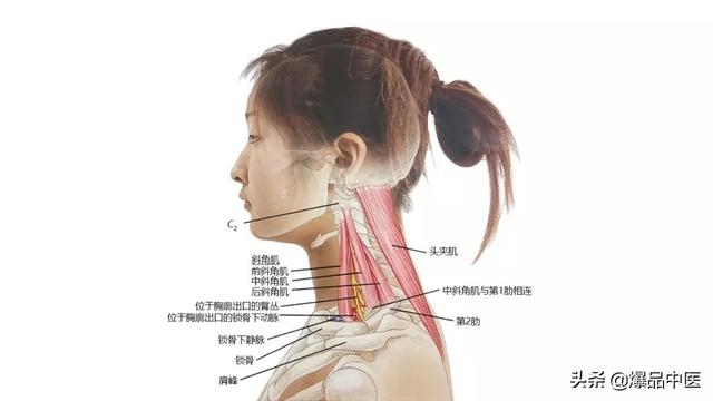 27张高清解剖图——头、面、颈部骨骼及肌肉