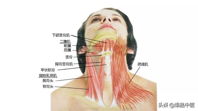 27张高清解剖图——头、面、颈部骨骼及肌肉