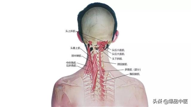 27张高清解剖图——头、面、颈部骨骼及肌肉