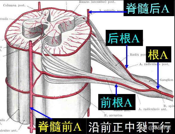 椎管解剖（高清大图）